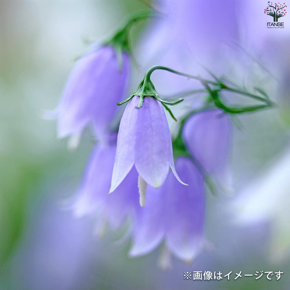 岩沙参 イワシャジン【花苗 4号ポット】｜ 【植物のITANSE】全品