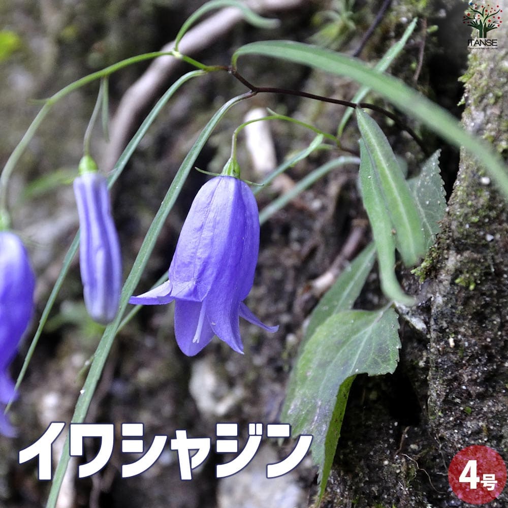 岩沙参 イワシャジン【花苗 4号ポット】｜ 【植物のITANSE】全品