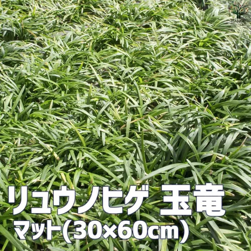 玉竜(タマリュウ)2個～【花苗 2.5号ポット】｜ 【植物のITANSE