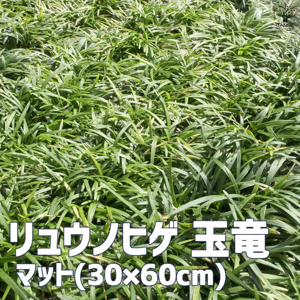 リュウノヒゲ 玉竜 マット【花苗 60×30cm】｜ 【植物のITANSE