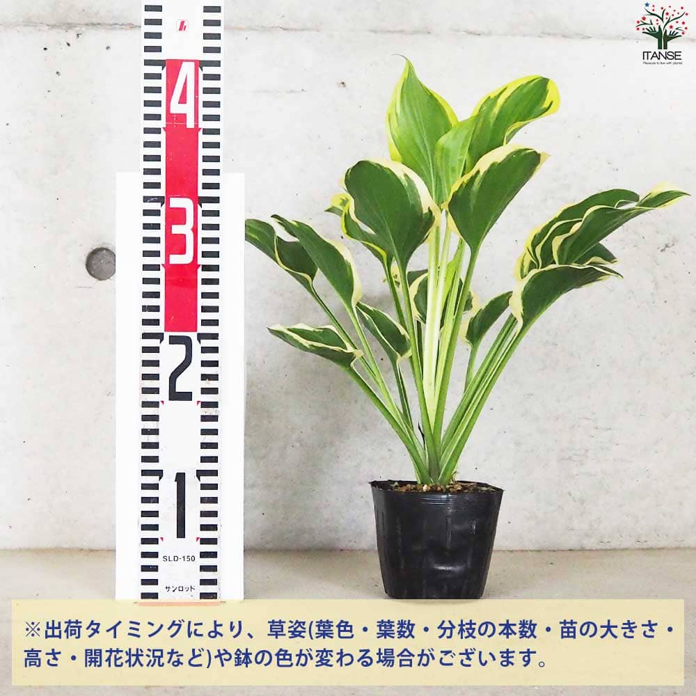 ホスタ 香りギボウシ ソースウィート【花苗 3.5号ポット】｜ 【植物の