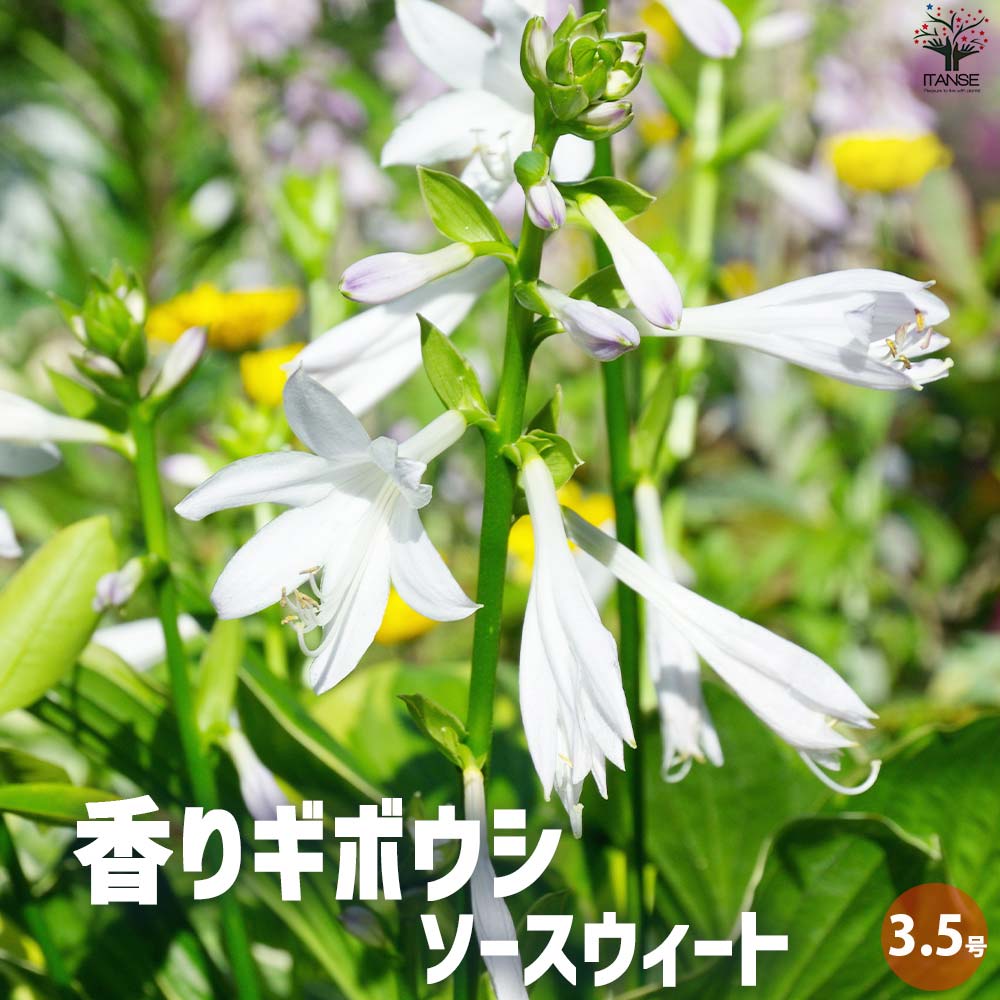 ホスタ 香りギボウシ ソースウィート【花苗 3.5号ポット】