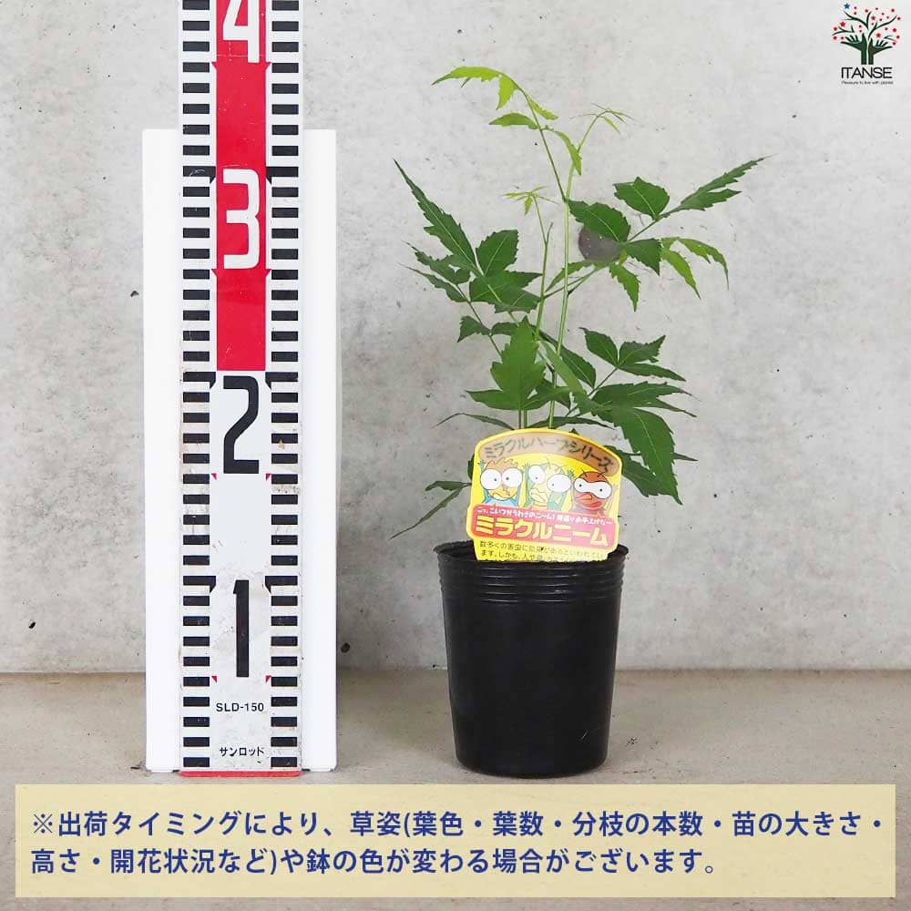 ニームの木 ミラクルニーム【花苗 3.5～4号ポット】｜ 【植物の