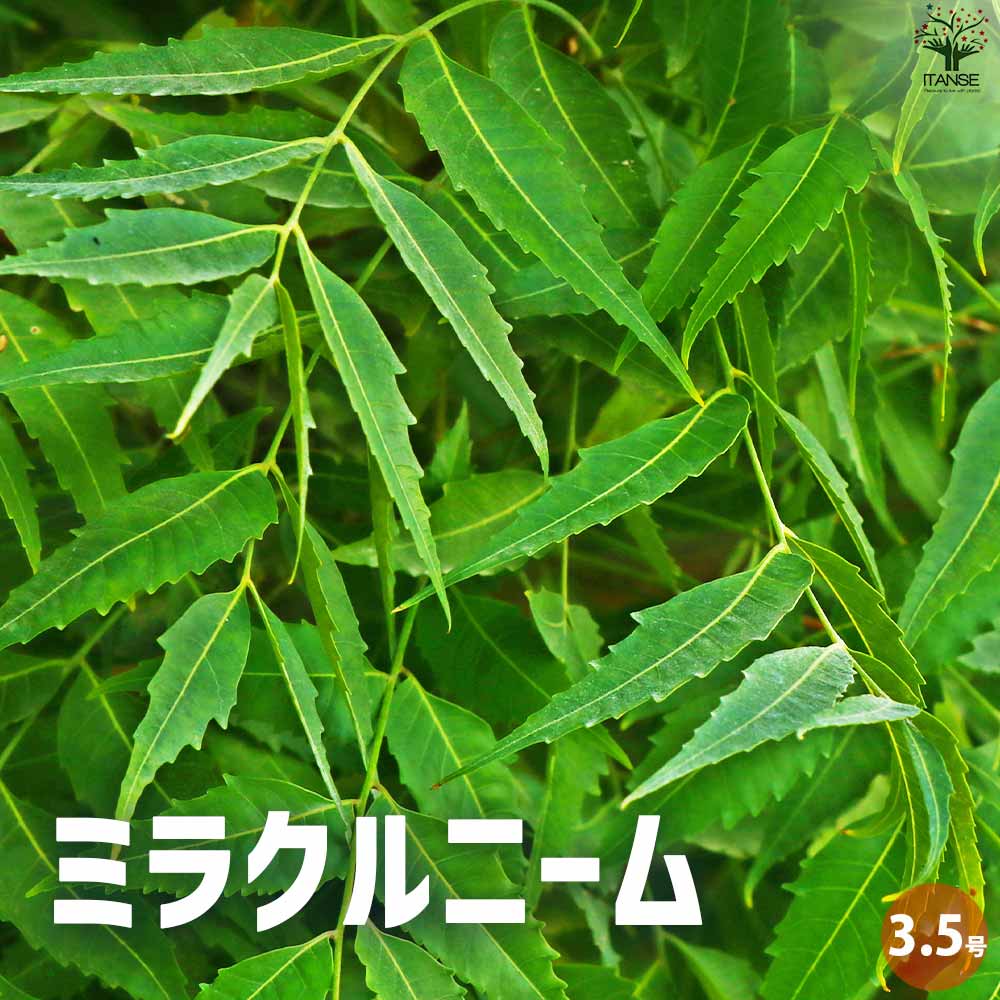 ニームの木 ミラクルニーム【花苗 3.5～4号ポット】