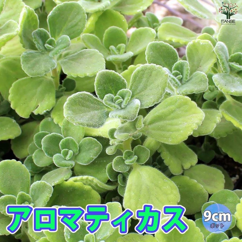 玉竜(タマリュウ)2個～【花苗 2.5号ポット】｜ 【植物のITANSE