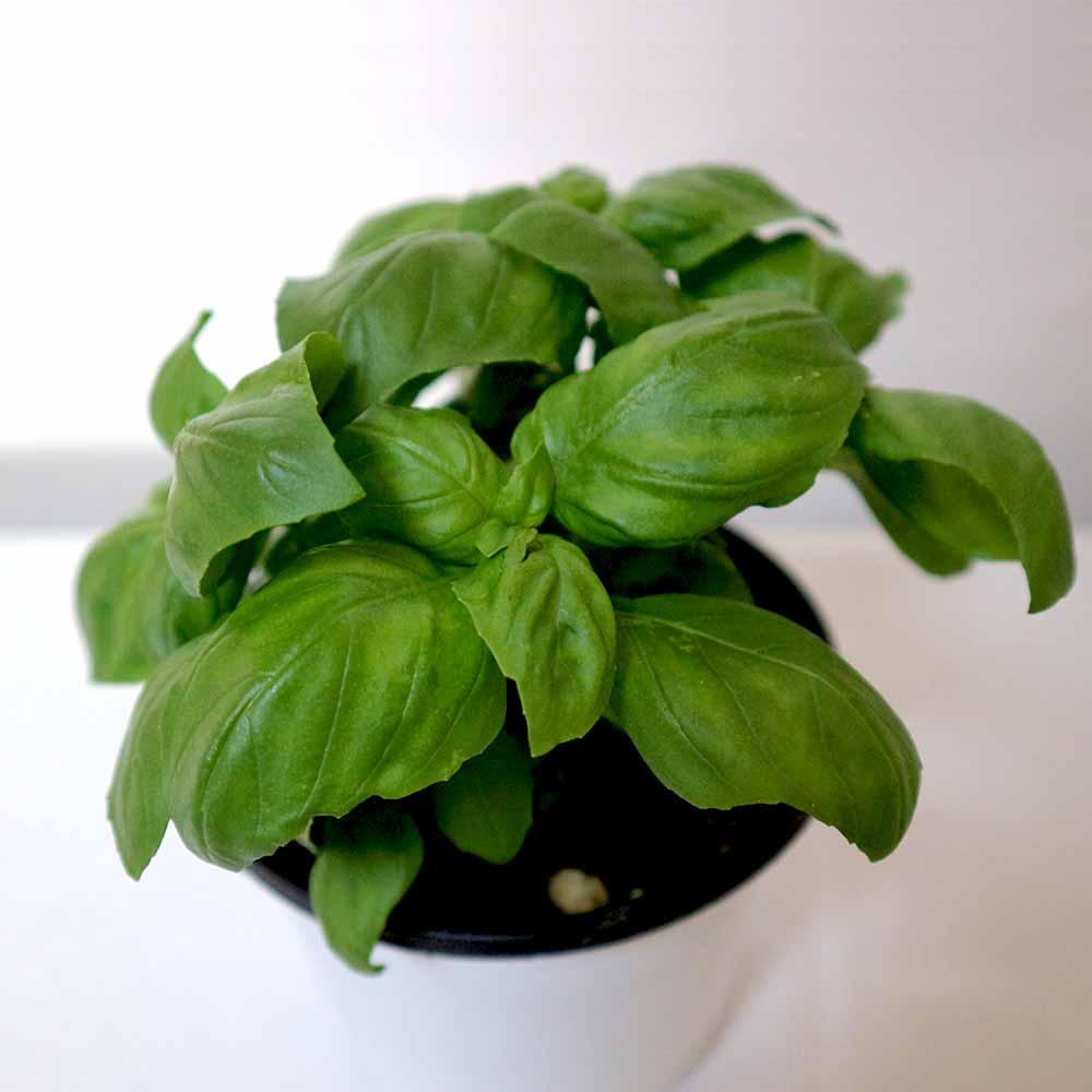 バジル｜【植物のITANSE】全品送料無料・即出荷!