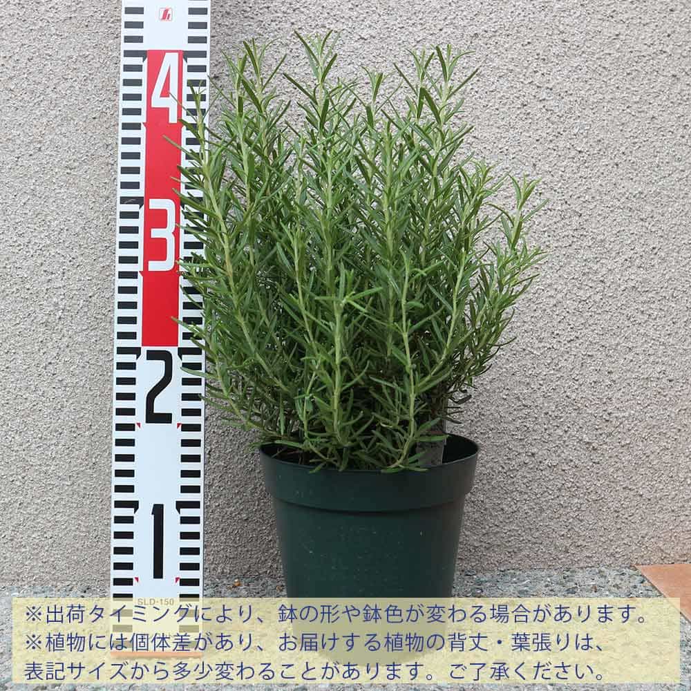 ローズマリー マリンブルー【ハーブ苗 5号鉢】｜ 【植物のITANSE