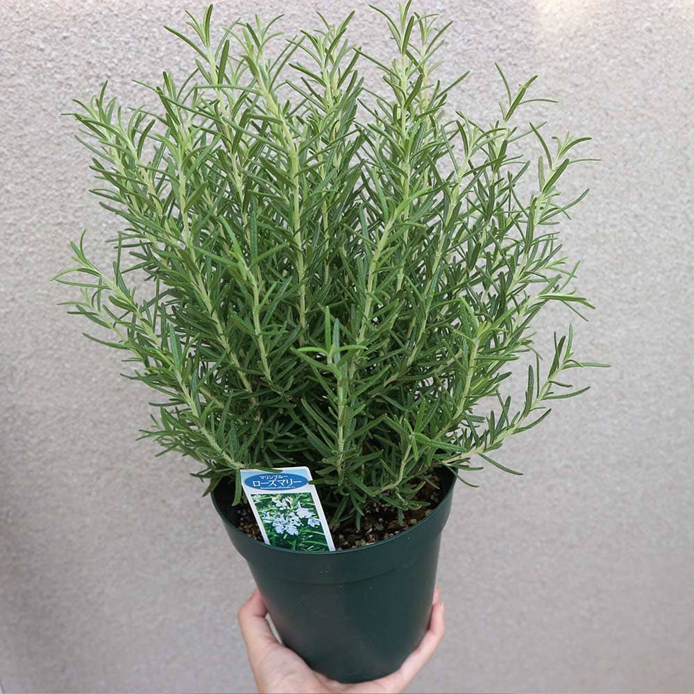 ローズマリー マリンブルー【ハーブ苗 5号鉢】｜ 【植物のITANSE