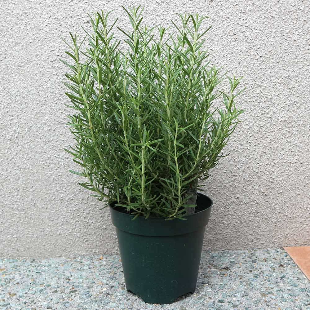 ローズマリー マリンブルー【ハーブ苗 5号鉢】｜ 【植物のITANSE