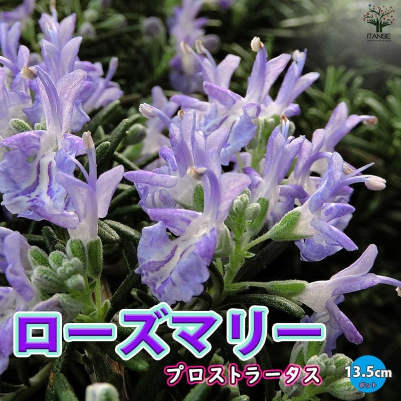 ローズマリー｜【植物のITANSE】全品送料無料・即出荷!