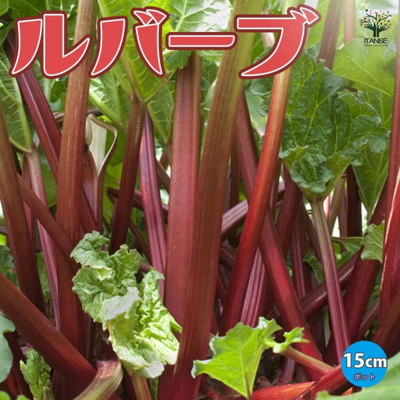 ルバーブの苗のお問い合わせへのお返事 ルバーブの苗のお問い合わせへのお返事 ルバーブの苗のお問い合わせ