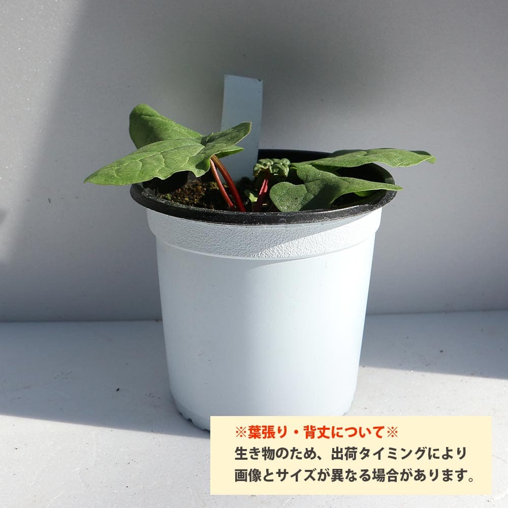 ルバーブの苗 西洋野菜苗【ハーブの苗 15cmポット大苗】｜ 【植物の