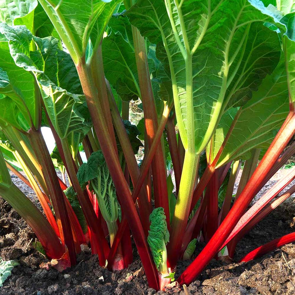 ルバーブの苗 西洋野菜苗【ハーブの苗 15cmポット大苗】｜ 【植物の