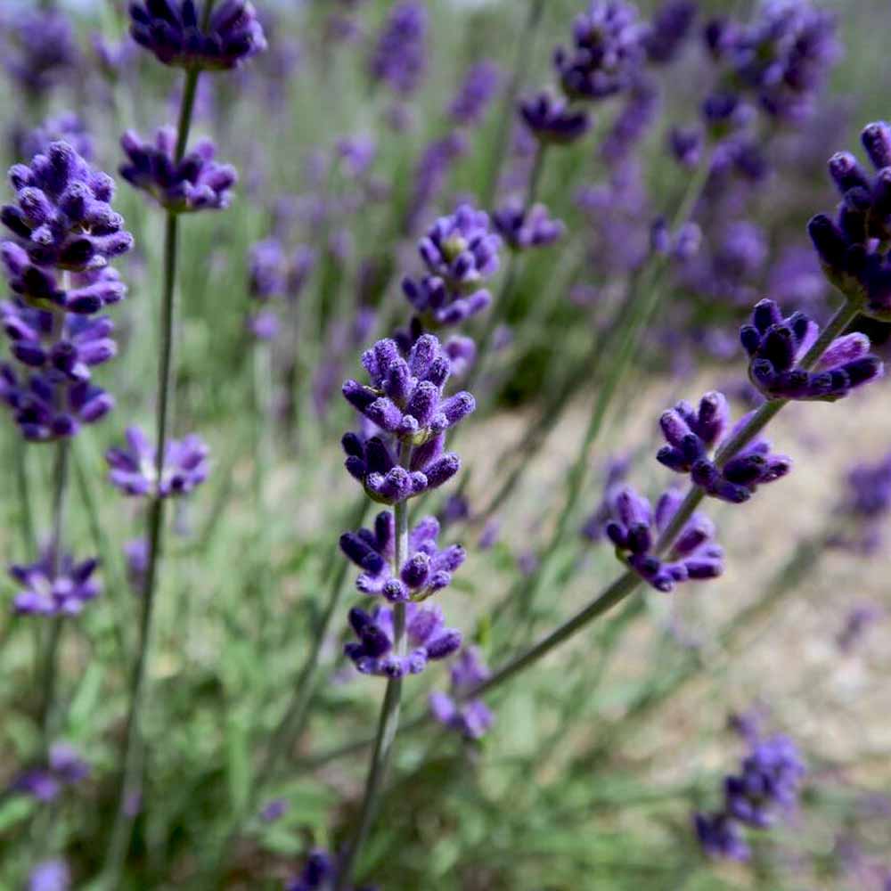 ラベンダー イングリッシュラベンダー ブルーセントアーリー【ハーブの苗 10.5cmロングポット】