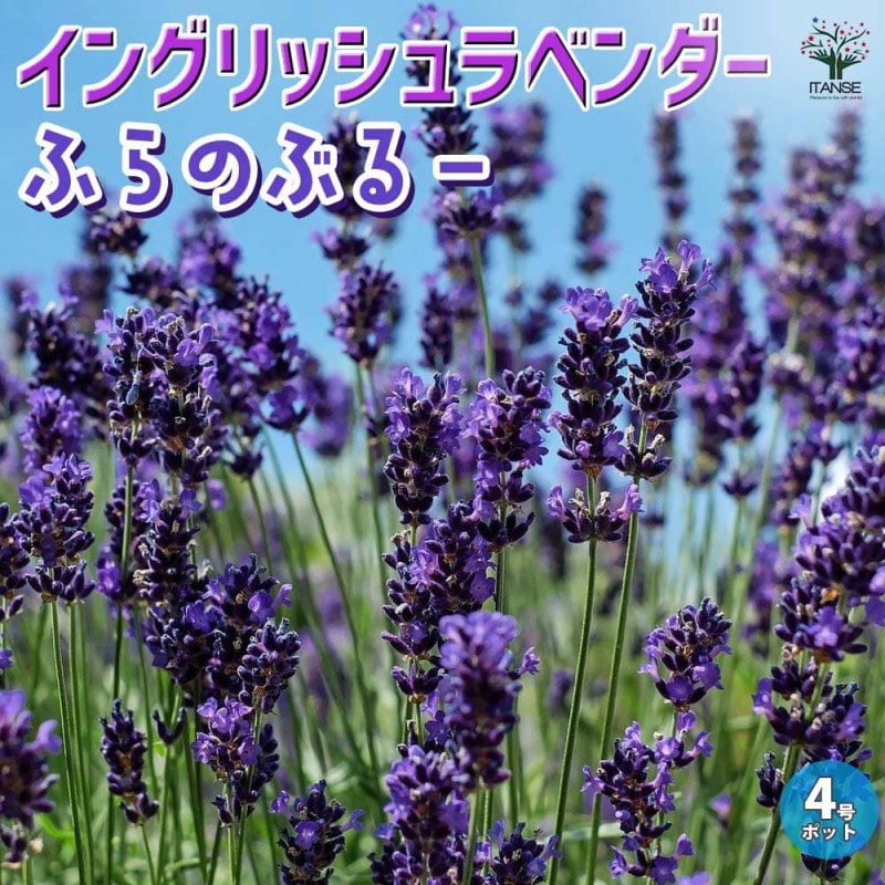 グレビレア ラベンダーグレビレア【花苗 7号鉢／1個売り】｜ 【植物の