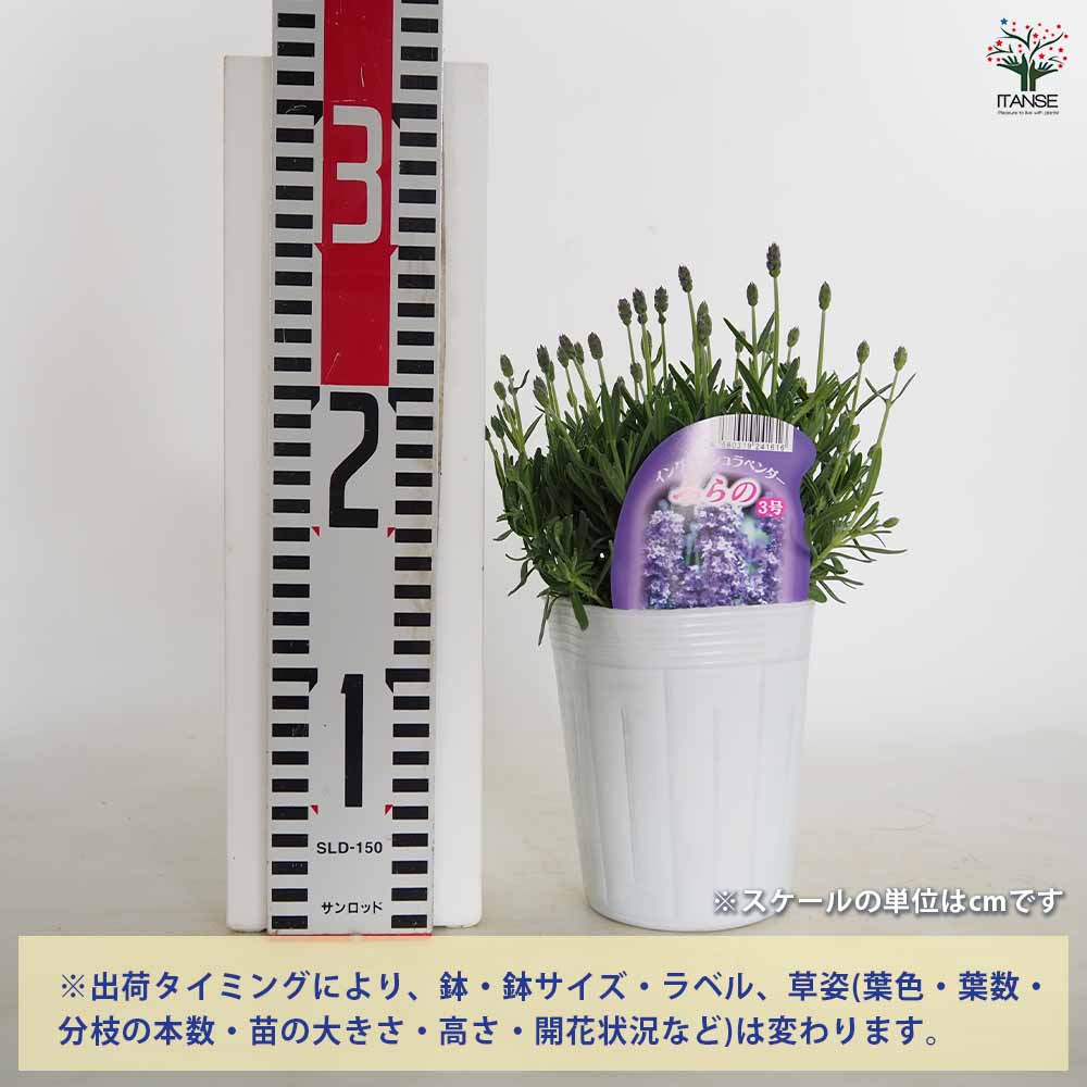 イングリッシュラベンダーの苗 ふらのぶるー (ふらのブルー)【ハーブの