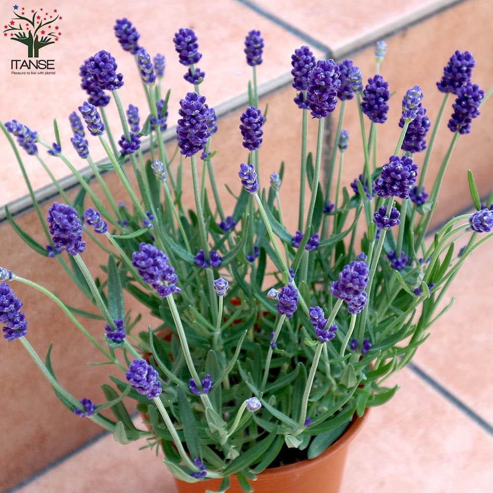 ラベンダーの苗 ふらのぶるー (ふらのブルー)【ハーブの苗 4号鉢