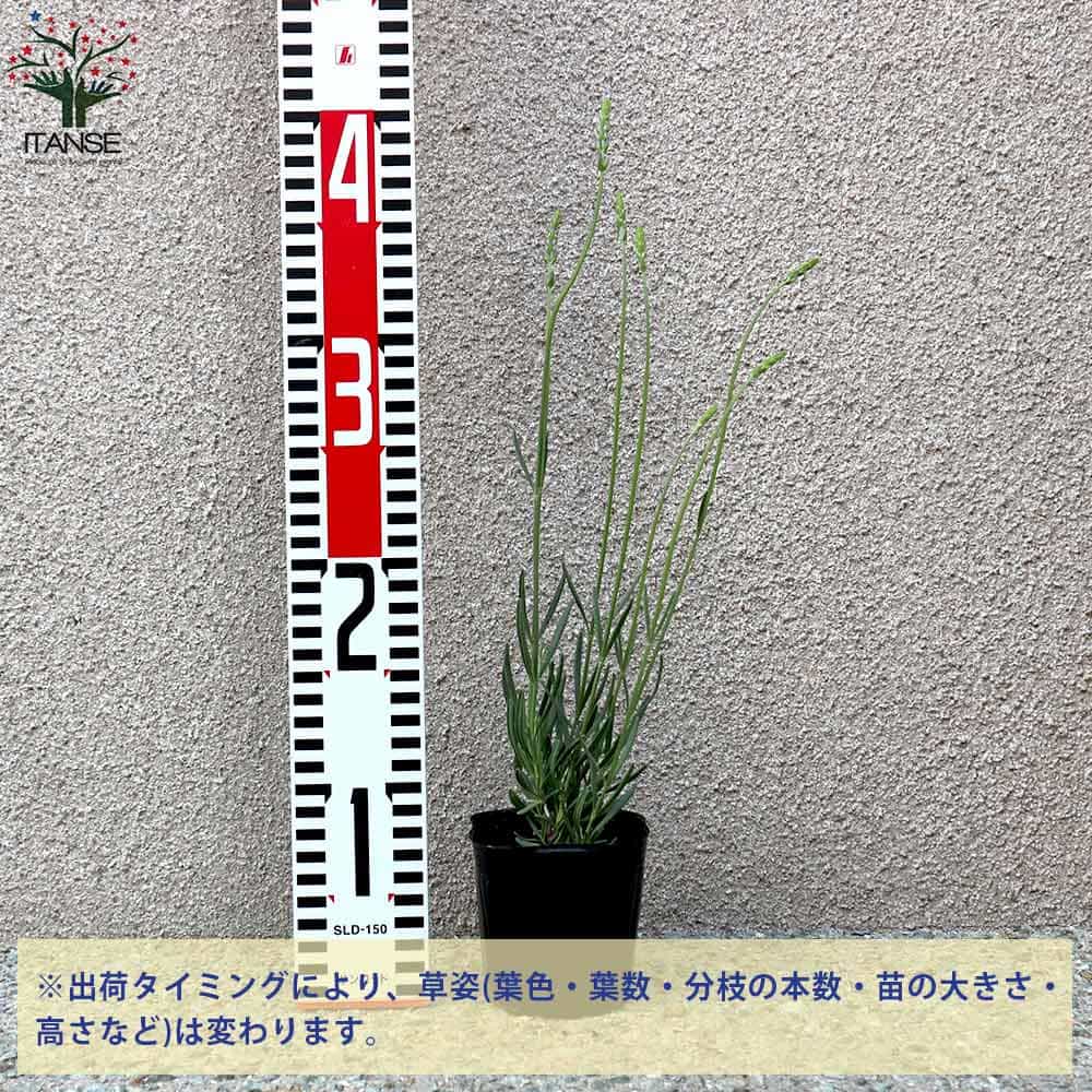 ラベンダーの苗 ラバンジン グロッソ2個～【ハーブの苗 9cm