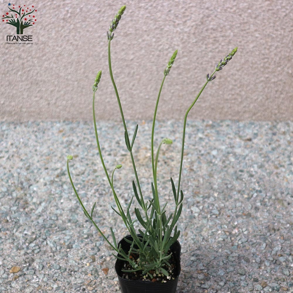 ラベンダーの苗 ラバンジン グロッソ2個～【ハーブの苗 9cmポット