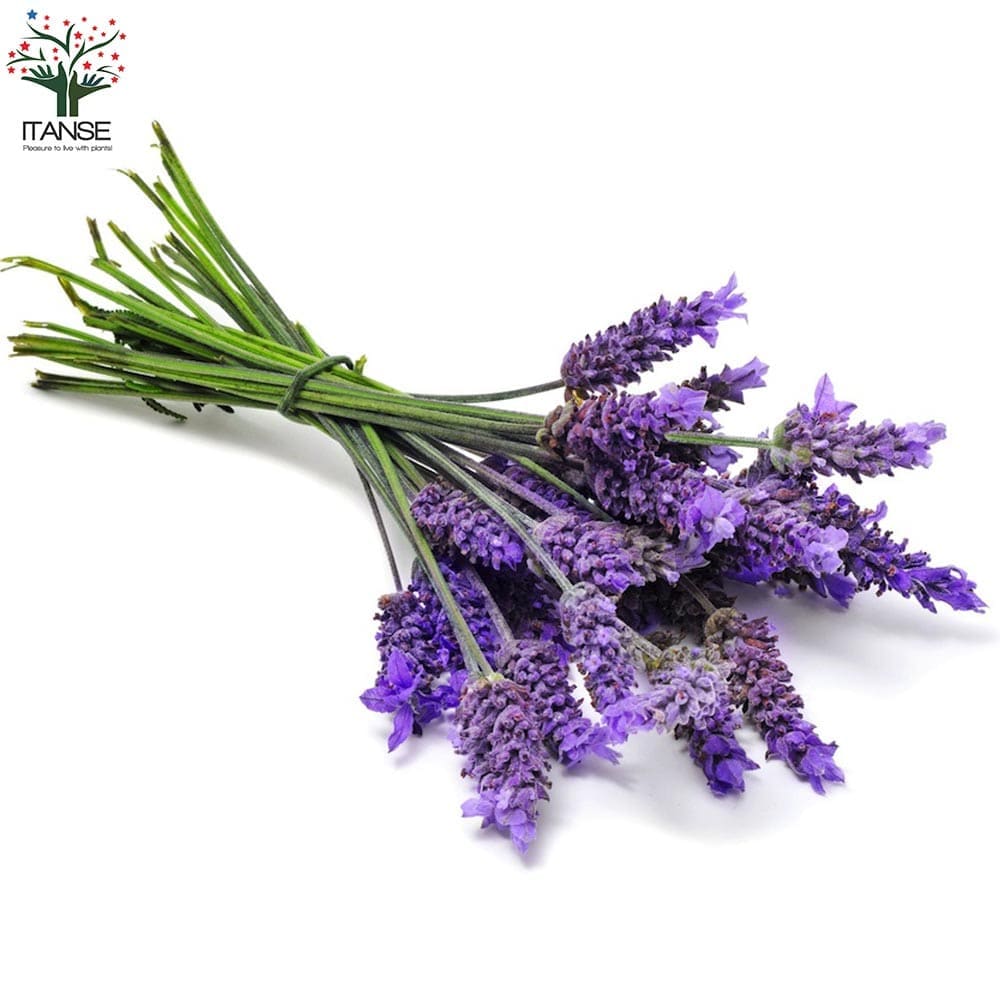 19.　ラベンダー・グロッソ　抜き苗２本セット ラベンダーの苗 ラバンジン グロッソ2個～【ハーブの苗 9cm