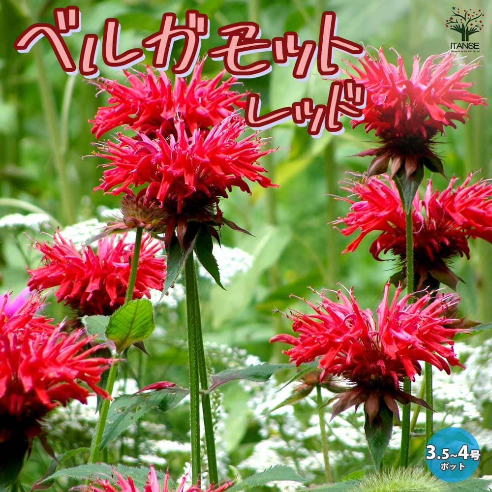 ベルガモットの苗 モナルダ 赤花2個～【ハーブの苗 3.5～4号鉢】