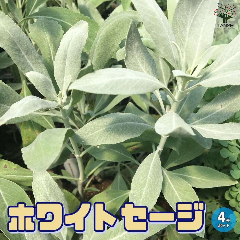 ホワイトセージの苗 【ハーブの苗 4号ポット大苗】｜ 【植物の
