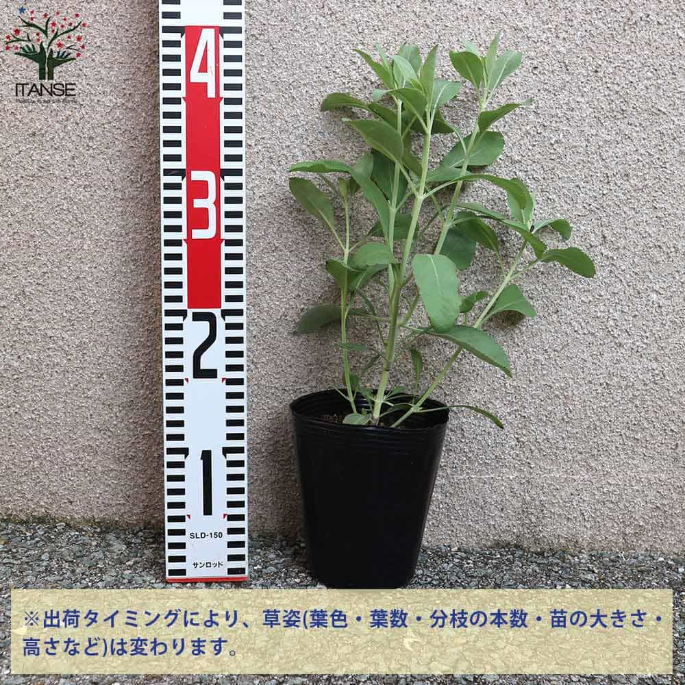ホワイトセージの苗 【ハーブの苗 4号ポット大苗】｜ 【植物の