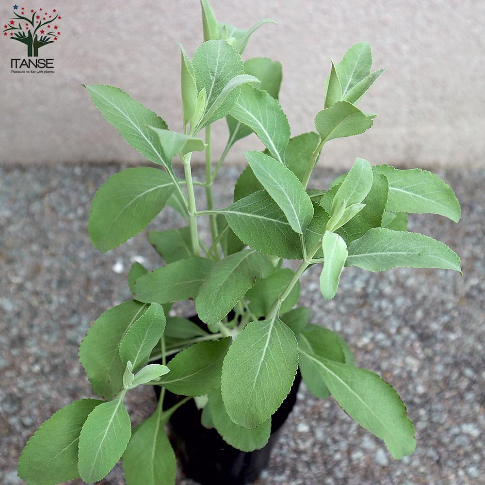 ホワイトセージの苗 【ハーブの苗 4号ポット大苗】｜ 【植物の