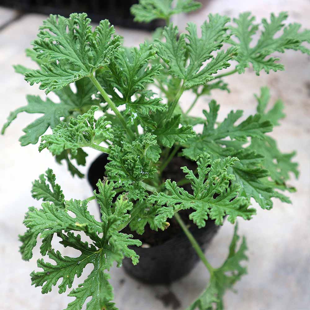 蚊よけハーブの苗 蚊連草（かれんそう）2個～【ハーブの苗 10.5cm】