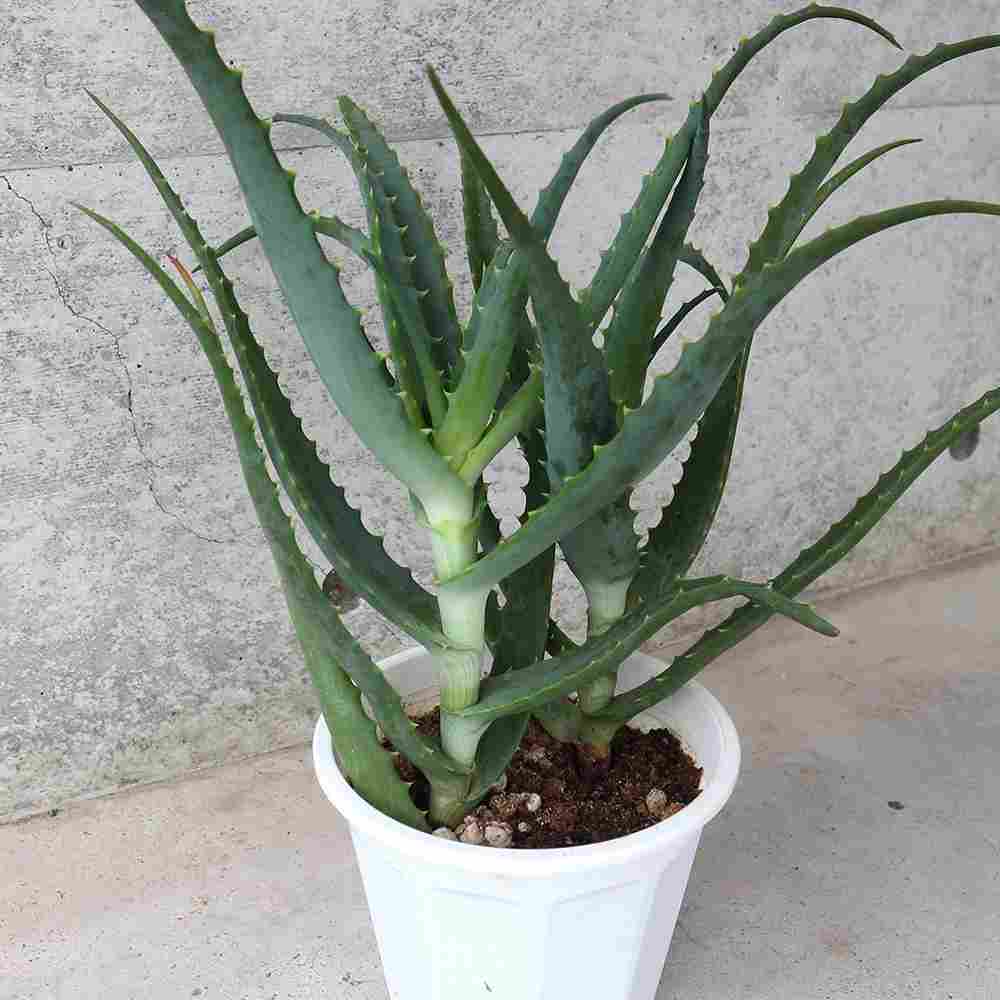 アロエ (キダチアロエ)【ハーブの苗 5号鉢】