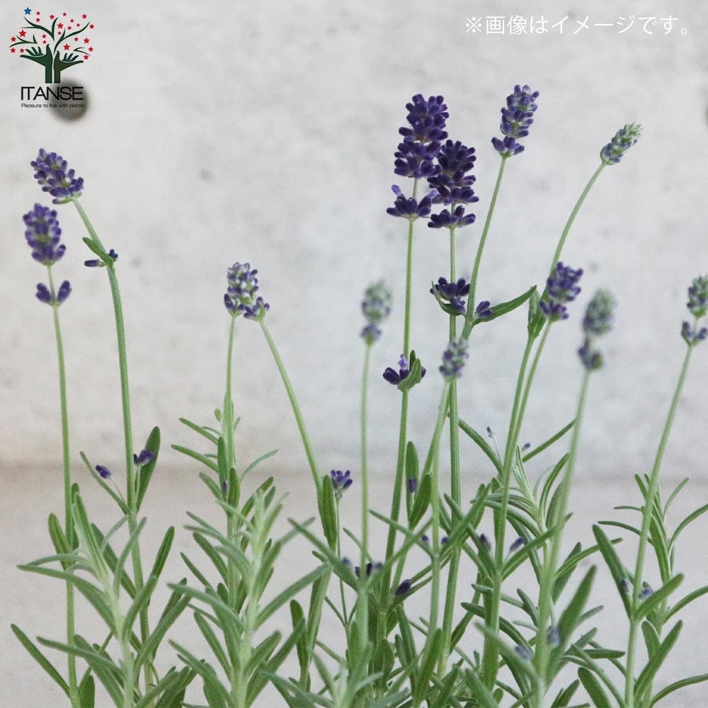 ラベンダー センティヴィアブルー 【ハーブの苗】 センティビア ブルー