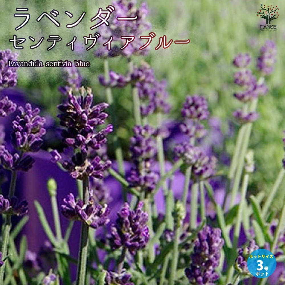 ラベンダー センティヴィアブルー 【ハーブの苗】 センティビア ブルー
