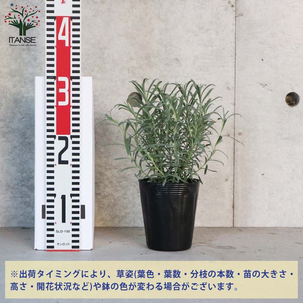 ラベンダー ラバンジン グロッソ 【ハーブの苗 3.5号ポット苗