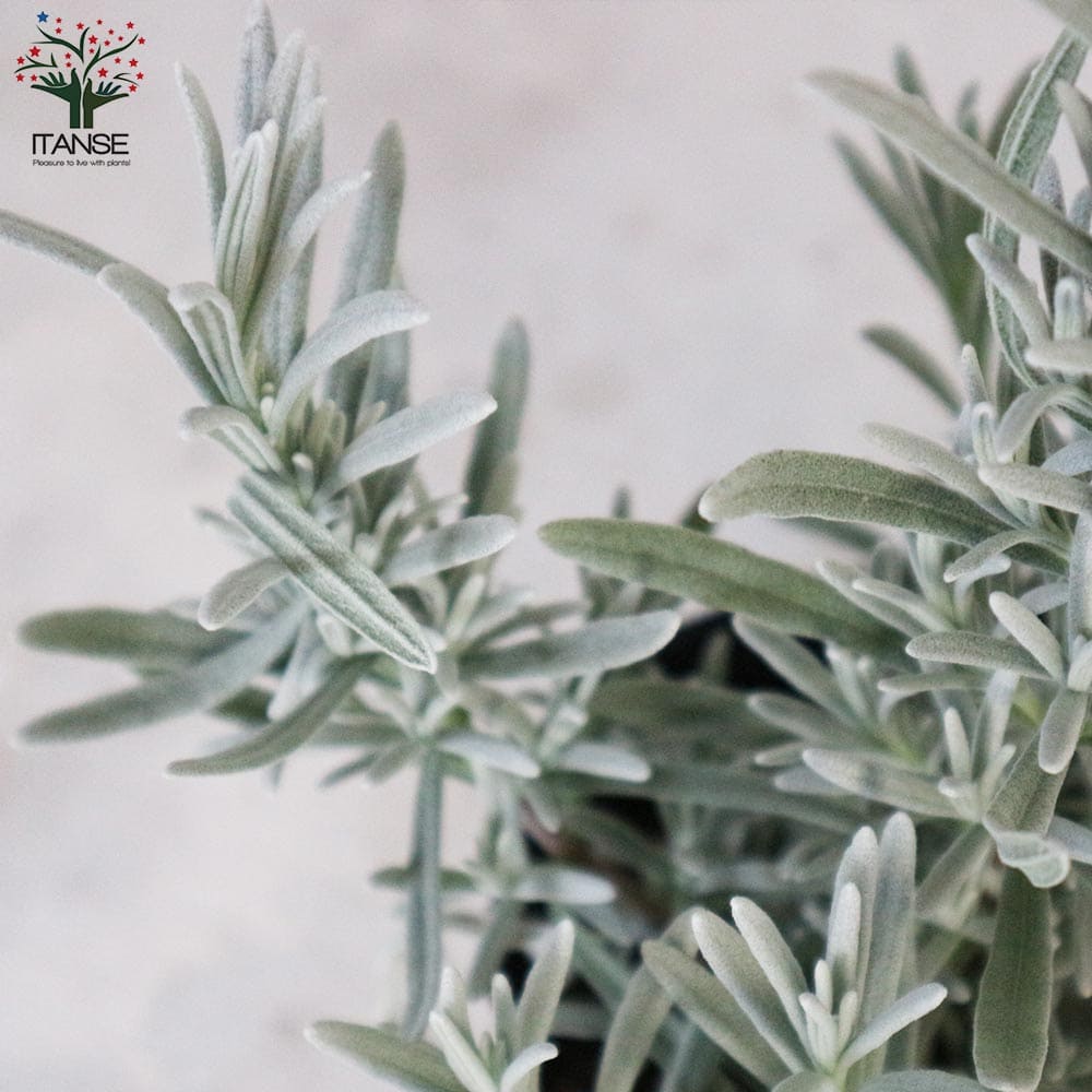 ラベンダーの苗 シルバーサンド【ハーブの苗 3.5号ロングポット苗