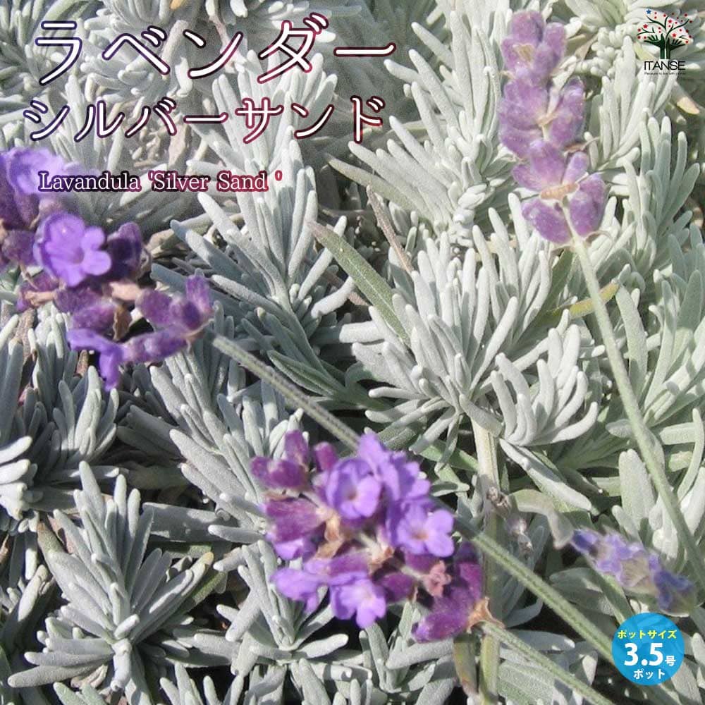 Sylphide（シルフィード） スイートラベンダー(グレー×パープル) Sylphide（シルフィード）スイートラベンダー(グレー×パープル) ⁄ XL