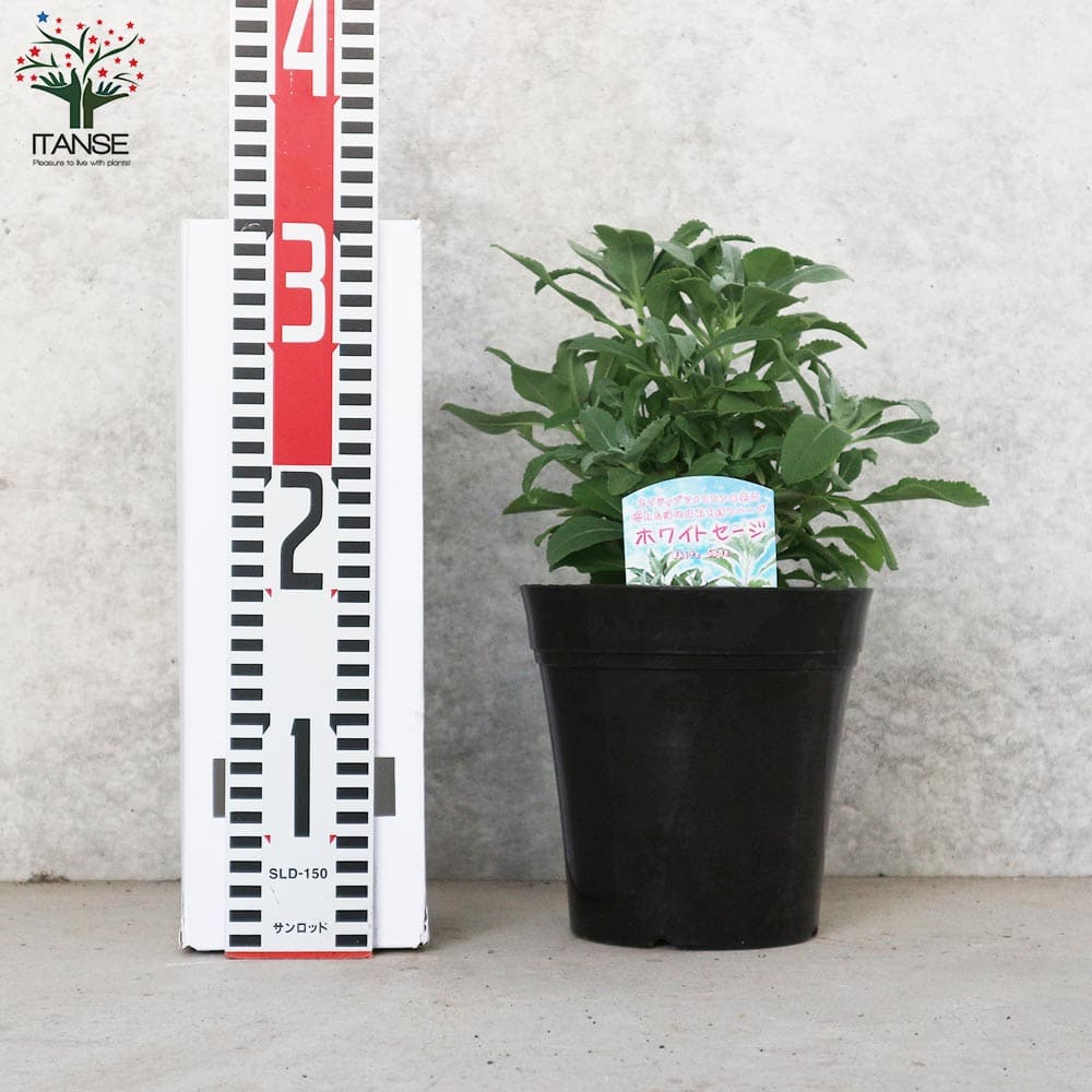 ホワイトセージの苗 【ハーブの苗 5号鉢大苗】｜ 【植物のITANSE