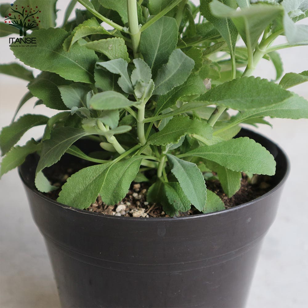 お問い合わせ苗 確認用 専用 確認用 パーツ確認用 パーツ 確認用