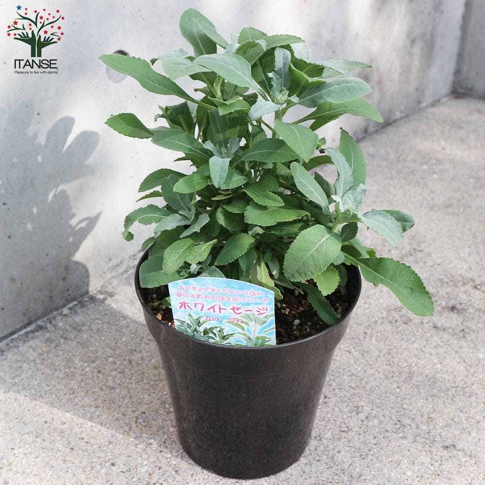 苗ページです！ ホワイトセージの苗 【ハーブの苗 5号鉢大苗】｜ 【植物の