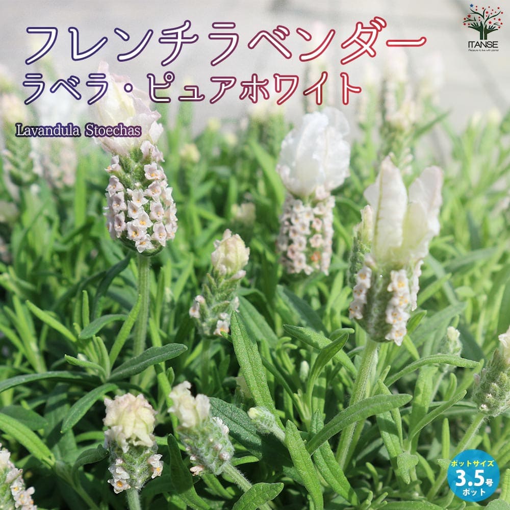 ローズマリーフレンチラベンダー白コーラプラント　苗セットリュウキュウヨモギ ローズマリーフレンチラベンダー白コーラプラント 苗セットリュウ