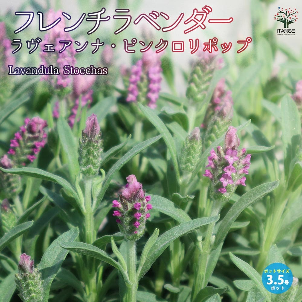 フレンチラベンダー ラヴェアンナ・ピンクロリポップ【ハーブの苗3.5号鉢】