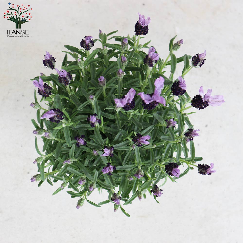 フレンチラベンダー ツインサマー【ハーブの苗5号鉢】｜ 【植物