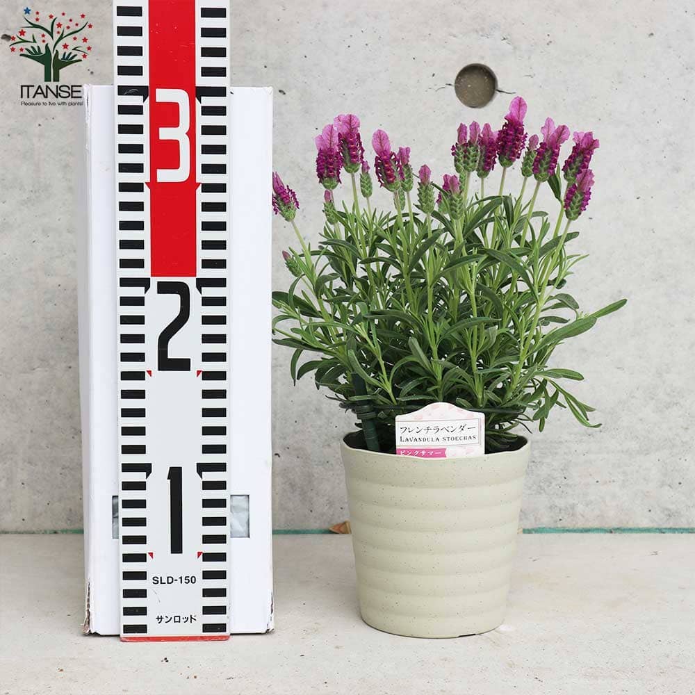 フレンチラベンダー ピンクサマー【ハーブの苗4号鉢】｜ 【植物の