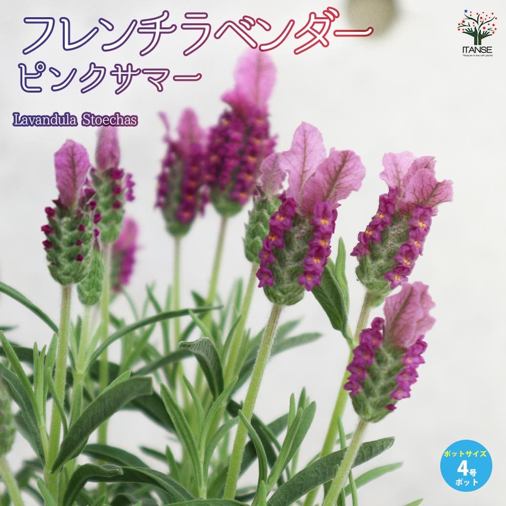 フレンチラベンダー ピンクサマー【ハーブの苗4号鉢】