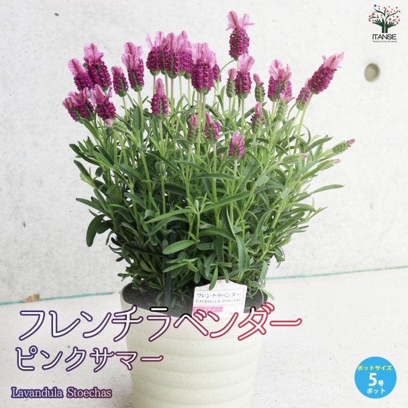 ラベンダーカラーのふわふわ薔薇刺繍5センチパッチンピン 【公式通販】