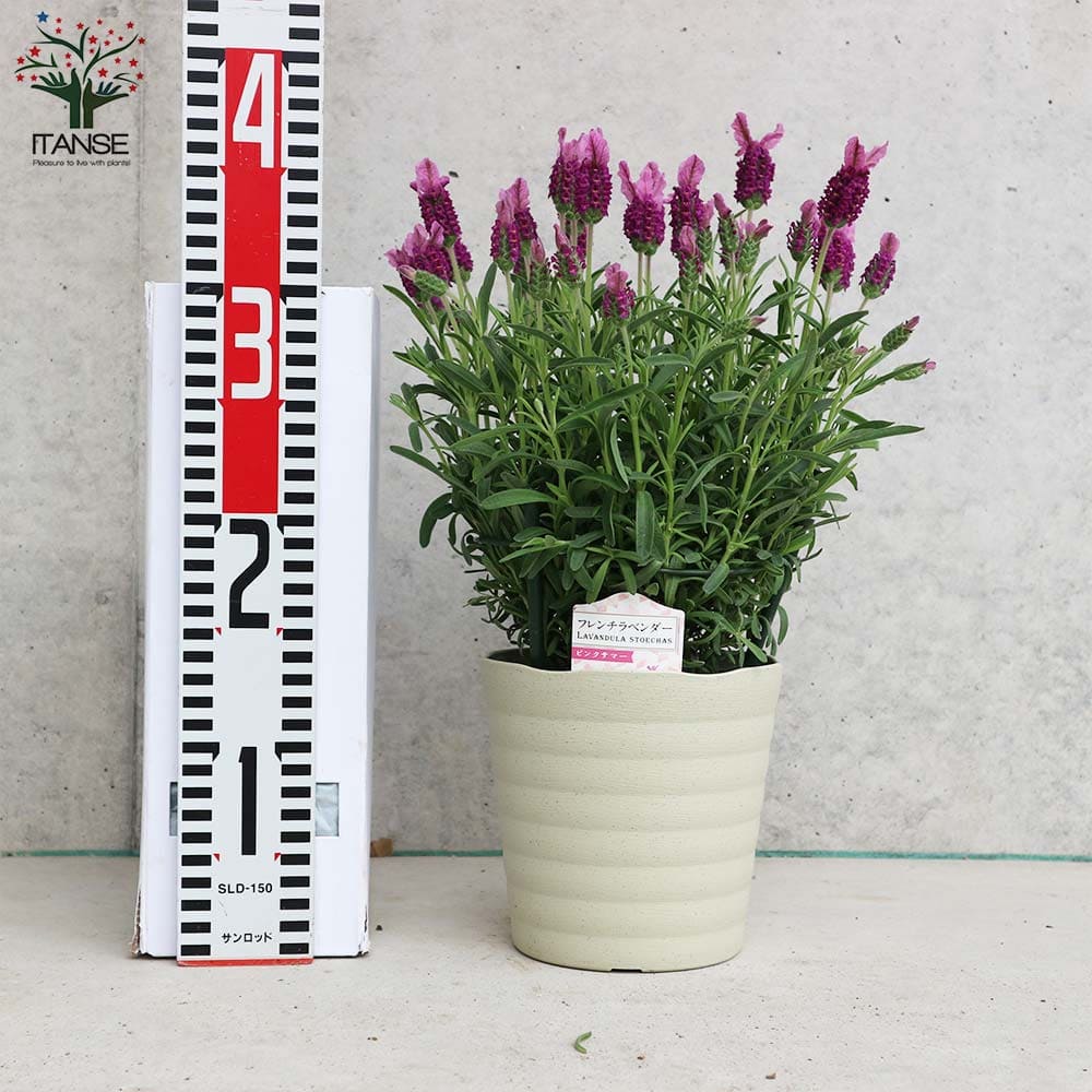 フレンチラベンダー ピンクサマー【ハーブの苗5号鉢】｜ 【植物の