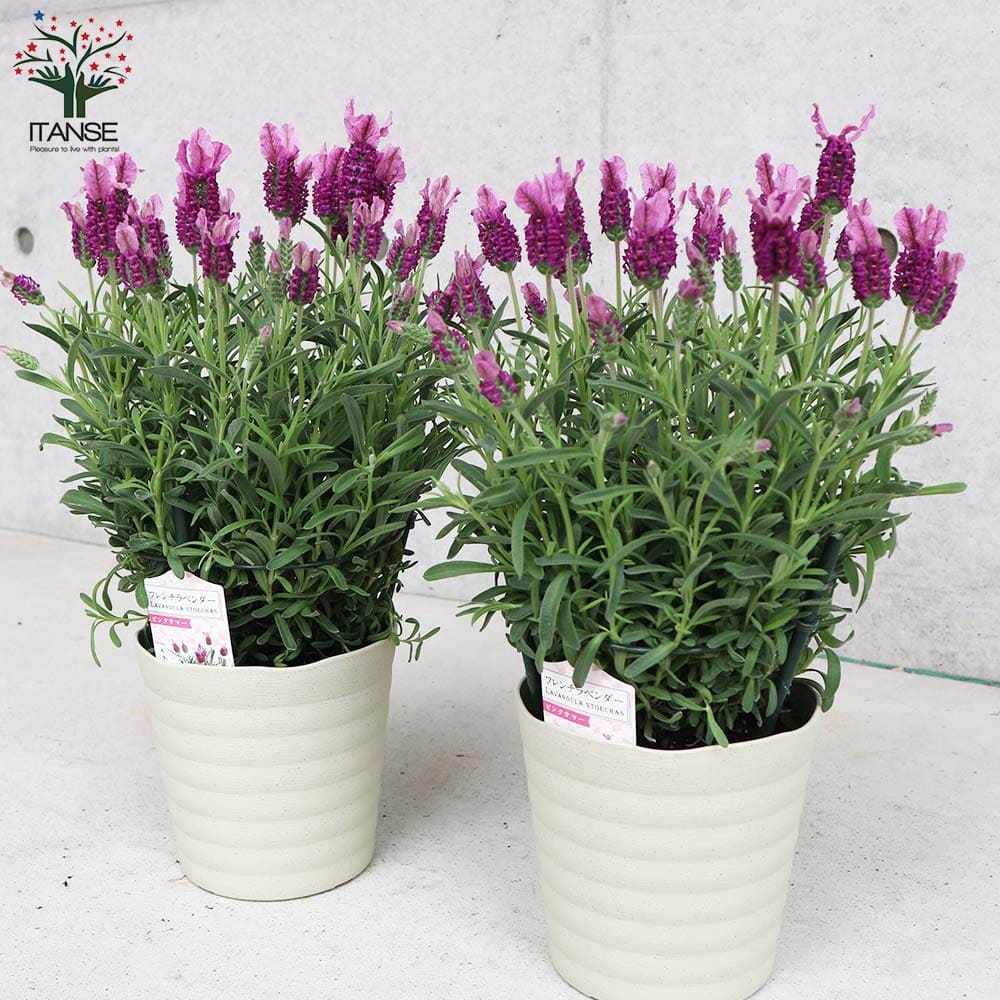 フレンチラベンダー ピンクサマー【ハーブの苗5号鉢】｜ 【植物の