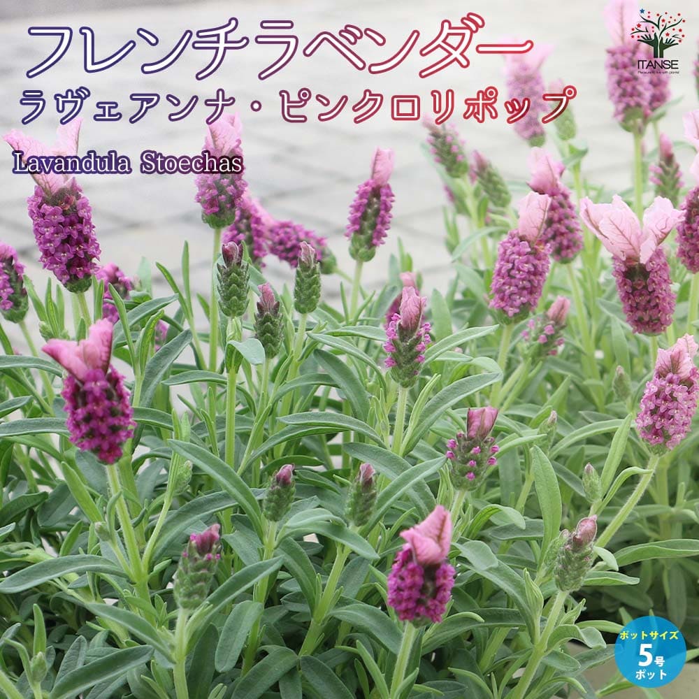 フレンチラベンダー ラヴェアンナ・ピンクロリポップ【ハーブの苗5号鉢