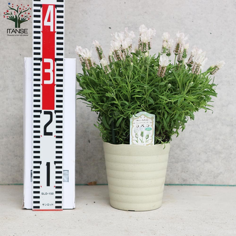 フレンチラベンダー ラベラ・ピュアホワイト【ハーブの苗5号鉢