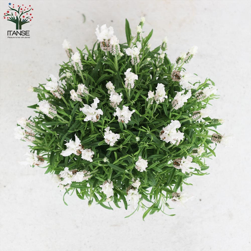 フレンチラベンダー ラベラ・ピュアホワイト【ハーブの苗5号鉢