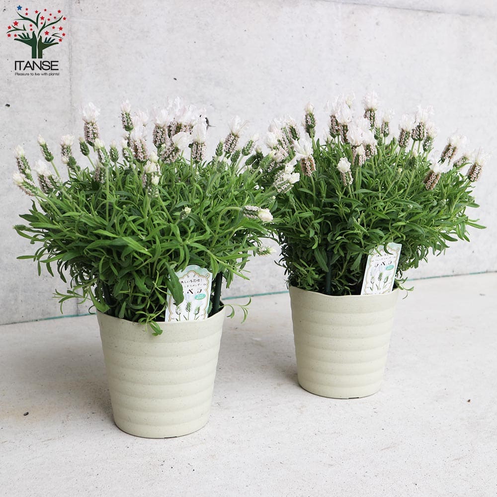 フレンチラベンダー ラベラ・ピュアホワイト【ハーブの苗5号鉢